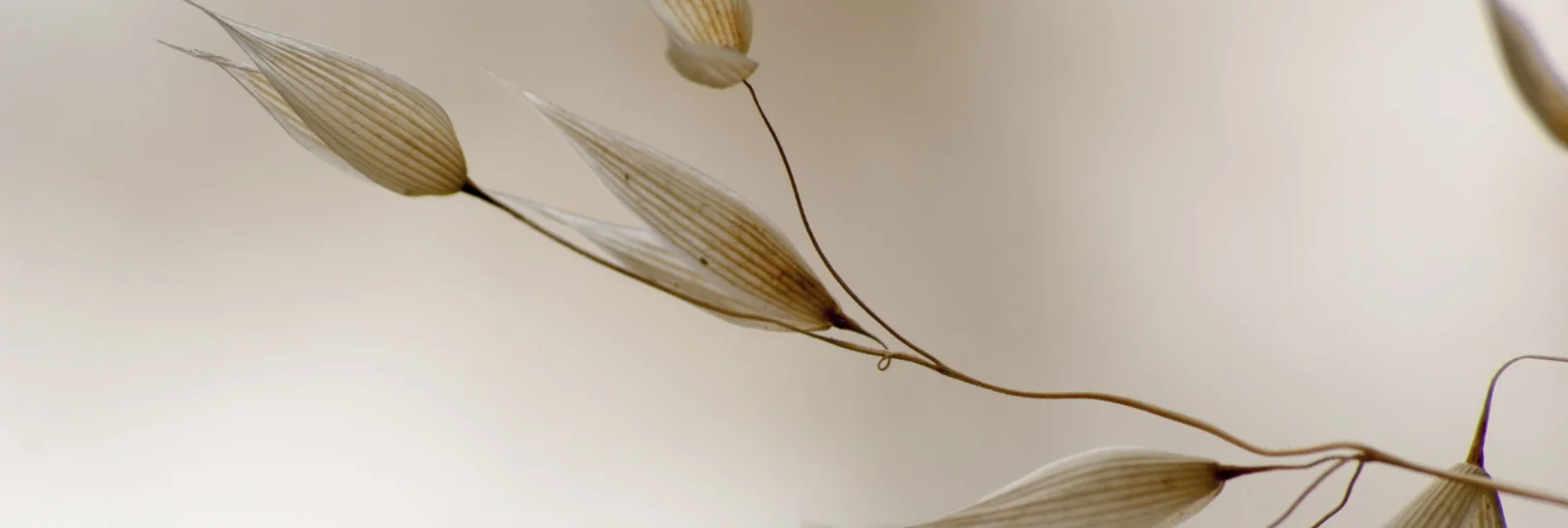 Zarte Blütenknospen vor beigem Hintergrund